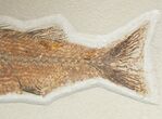 Large Fossil Fish Plate (Three Species) - Wall Mounted #18057-7